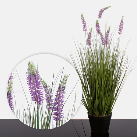 Blooming grass in a pot with lavender 0.80 m