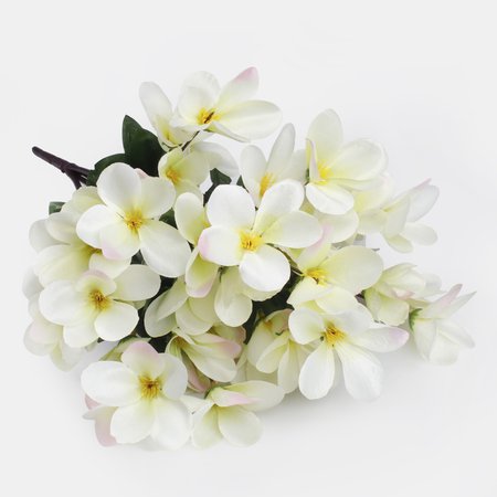 Magnolia x 4