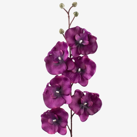 Satin orchid