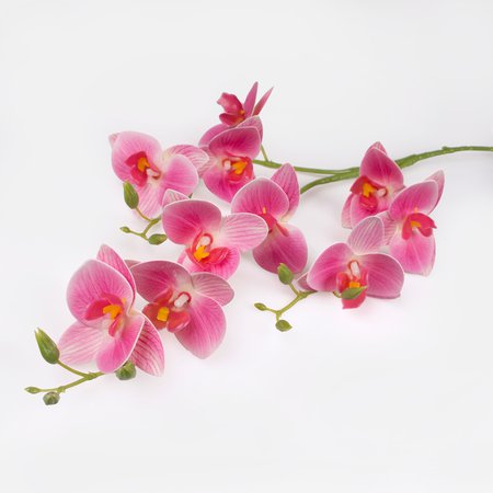 Orchid x 3
