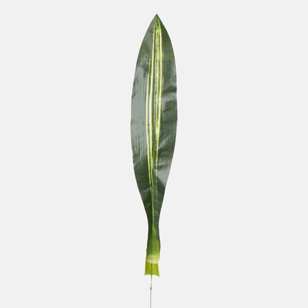 Dracaena leaf