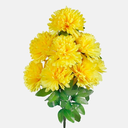 Chrysantemum x 9