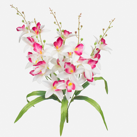 Orchid x 5