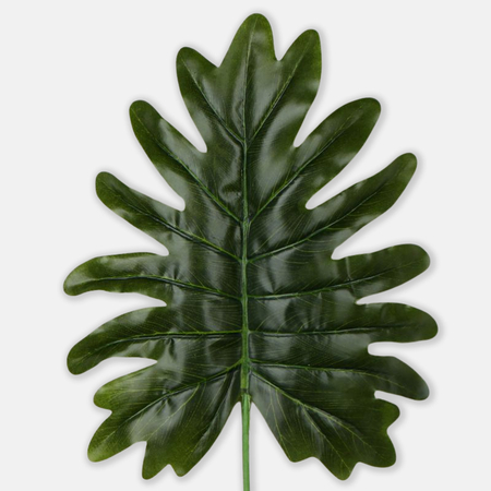 Philodendron leaf