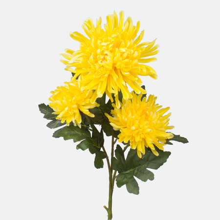 Satin chrysanthemum x 3