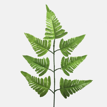 Boston fern single branch