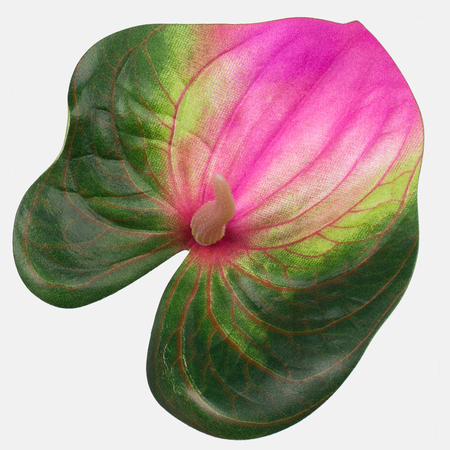 Anthurium Butterfly