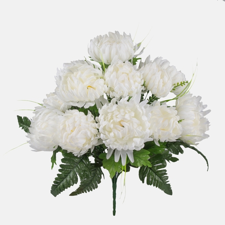 Chrysanthemum x 12