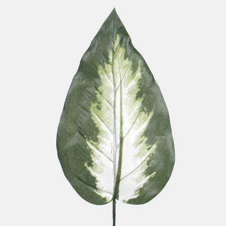 Dieffenbachia leaf