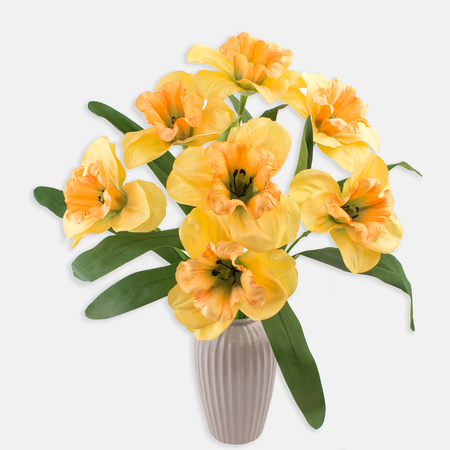 Daffodil XXL