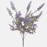 Lavender (QA664-01)