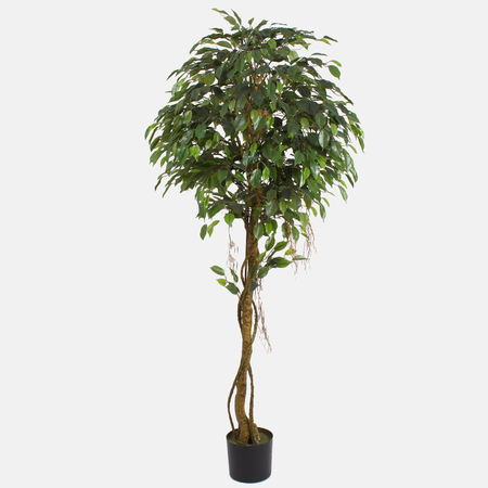 Ficus 1.80 m