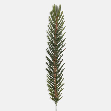 Single spruce twig