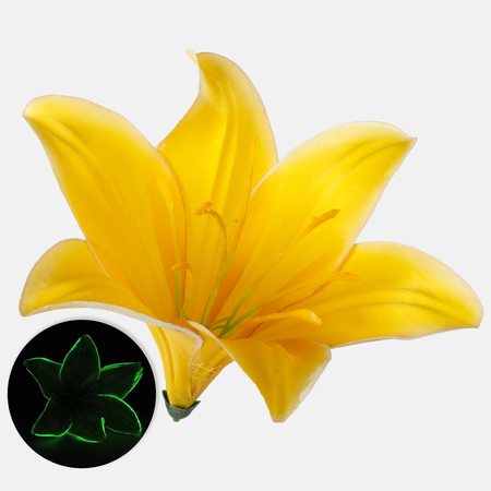 Satin fluorescent lily
