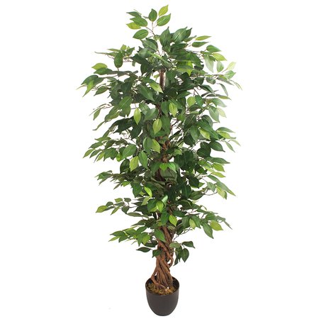 Ficus 1,50 m