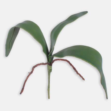 Orchid stem 