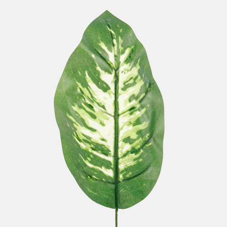 Diffenbachia leaf