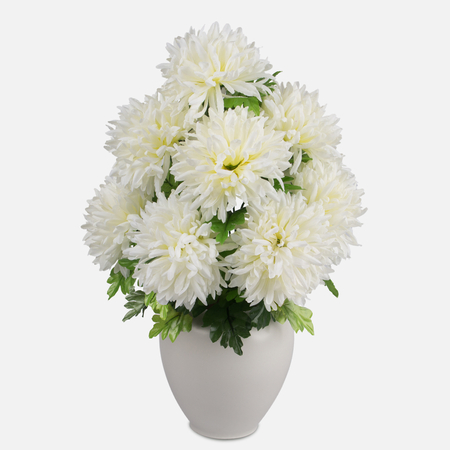 Chrysanthemum x 9