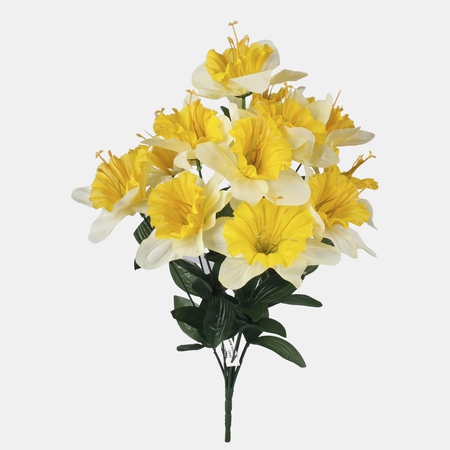 Daffodil x 12
