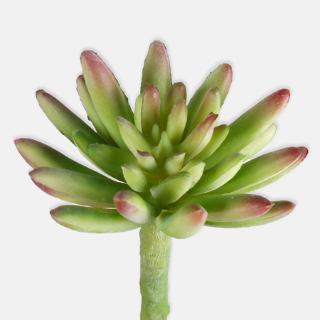 Crassula - Succulent