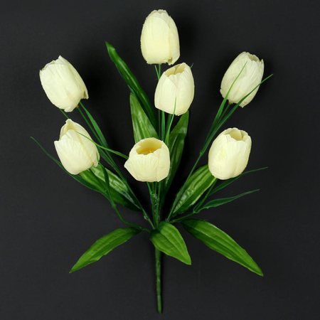 Tulip x 7