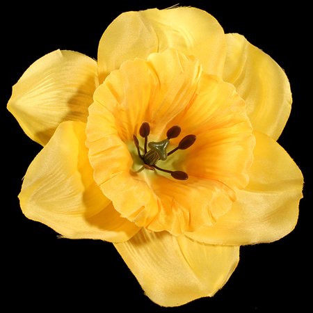 Satin daffodil
